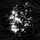 Peals - Walking Field