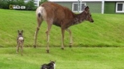 Tiere ausser Rand und Band S01E04 Kaum zu glauben