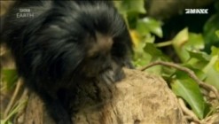 Aussterben Verboten - Die Mission von David Attenborough
